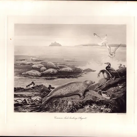 Common Seals Basking Rare Limited-Edition Antique Print-40.