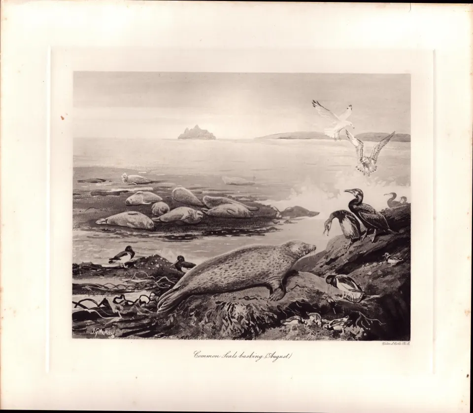 Common Seals Basking Rare Limited-Edition Antique Print-40.