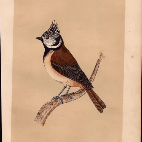 Crested Tit Rev Morris Antique History of British Birds 170 Years-Old Engraving.