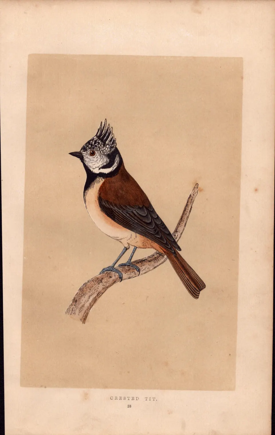 Crested Tit Rev Morris Antique History of British Birds 170 Years-Old Engraving.