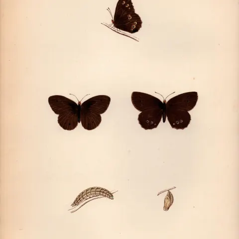 Wood Ringlet Hand Coloured Antique Butterfly Plate Rev Morris-47.