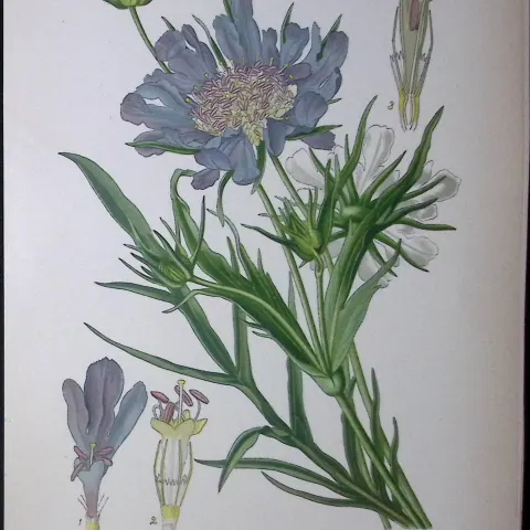 Pin Cushion Flower Edward Step Rare Antique Botanical Book Plate-125