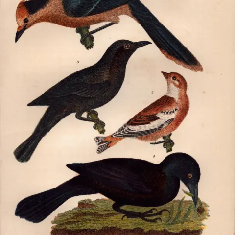 Alexander Wilson Rare American Birds Canada Jay, Snow Bunting, Rusty & Purple Grackle-21.
