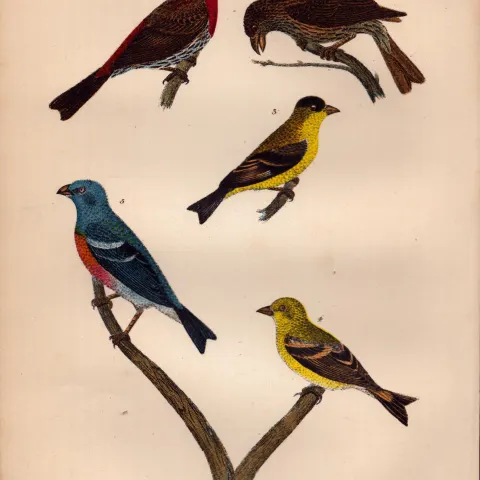 Alexander Wilson Rare American Birds Crimson-Necked Bullfinch, American Goldfinch-6.