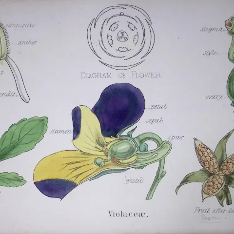 Violaceae Botanical Flower Plant Diagram Rare Antique First Edition Illustration-9