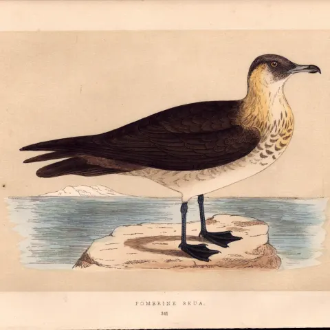 Pomerine Skua Rev Morris Antique History of British Birds Engraving.