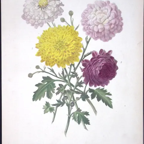 Pompone Chrysanthemums Antique  Robert Thompson Hand Coloured Print-10