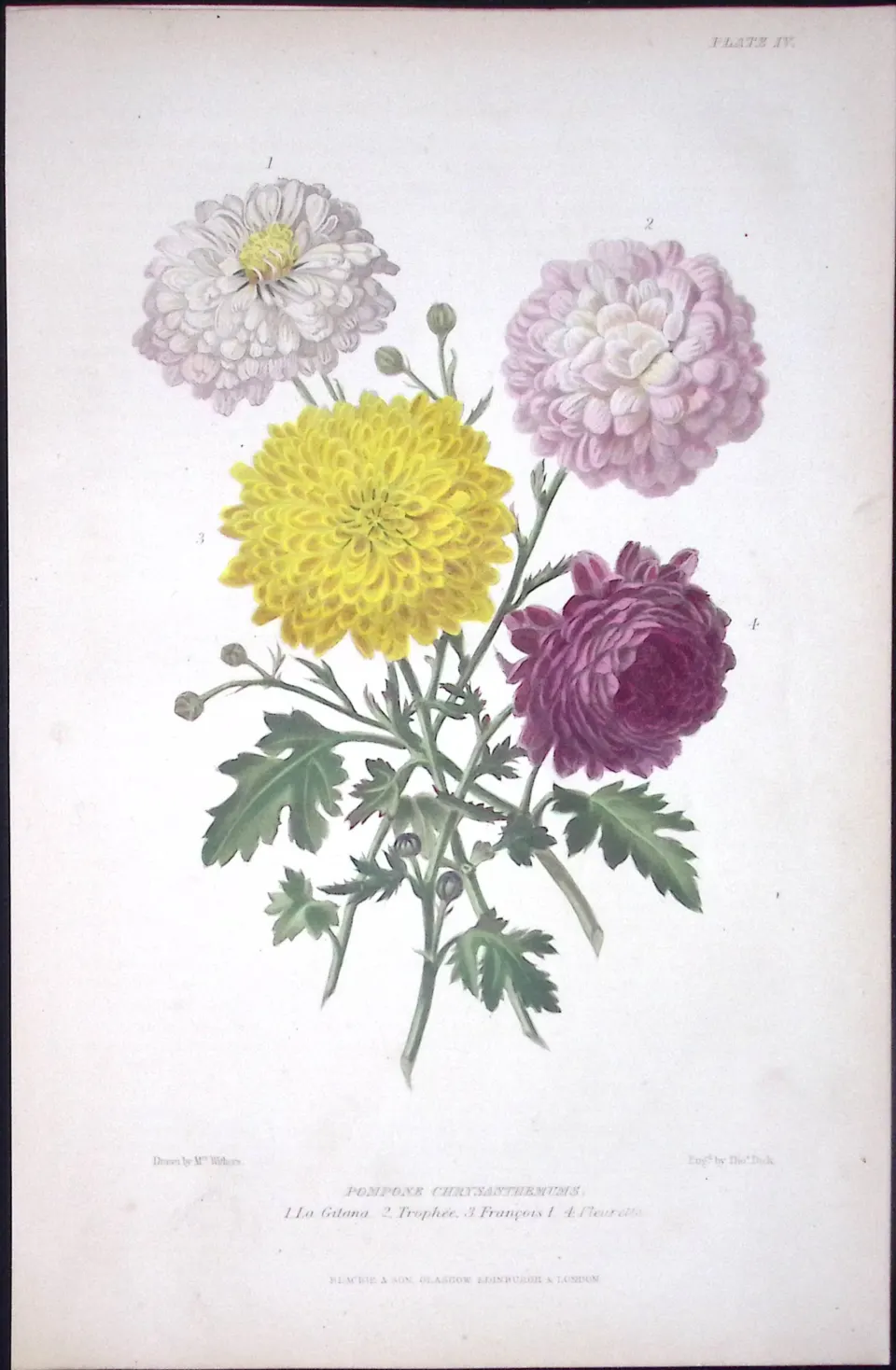 Pompone Chrysanthemums Antique  Robert Thompson Hand Coloured Print-10