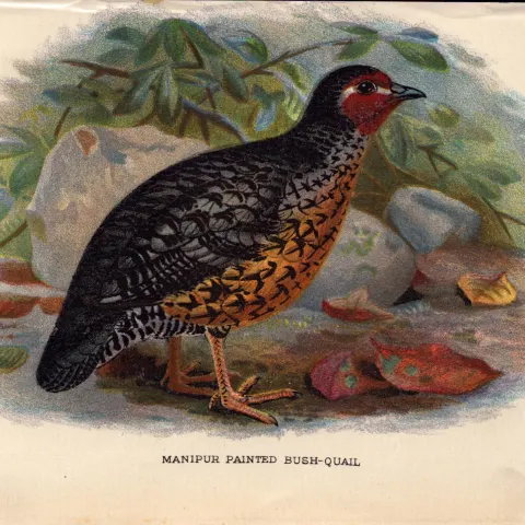 Manipur Painted Bush Quail Antique 1896 WR Ogilvie Grant Print.