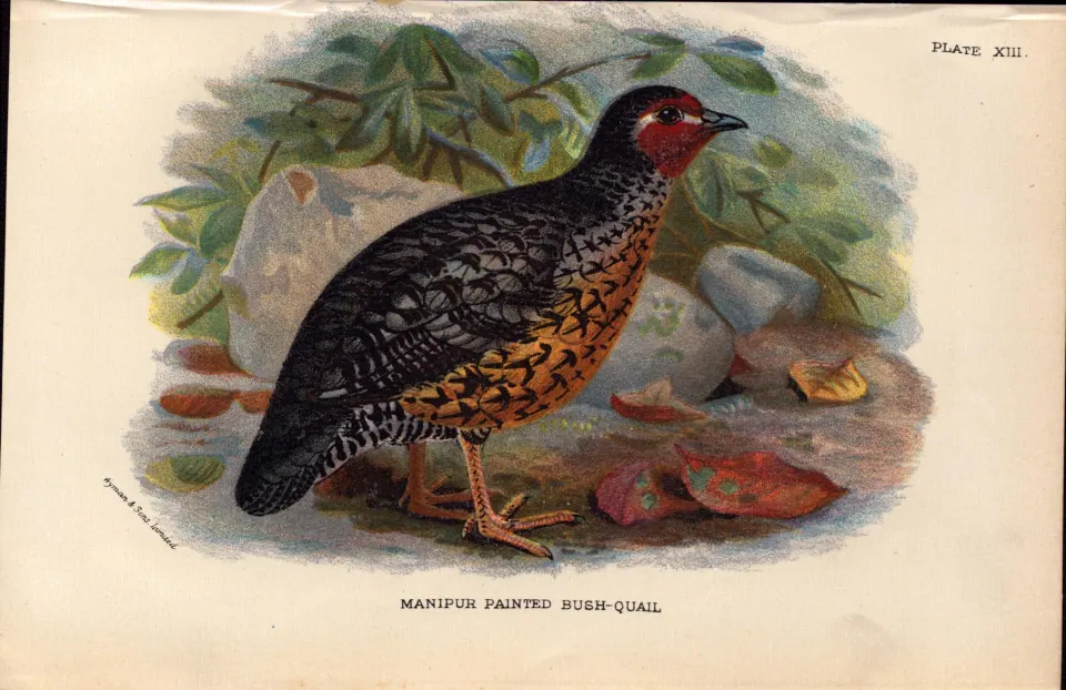 Manipur Painted Bush Quail Antique 1896 WR Ogilvie Grant Print.