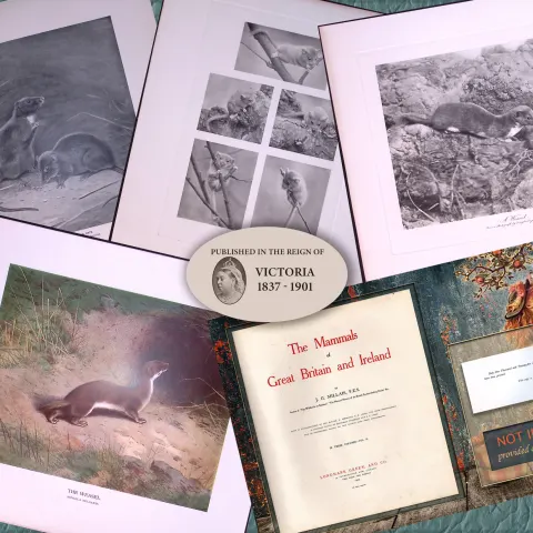 Job-Lot J.G. Millais Rare Limited-Edition Rats, Mice, Weasel, Antique Prints-27