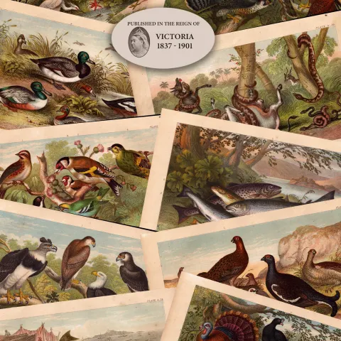 10 Antique Hand Coloured Engravings History of the Earth Nature Oliver Goldsmith.