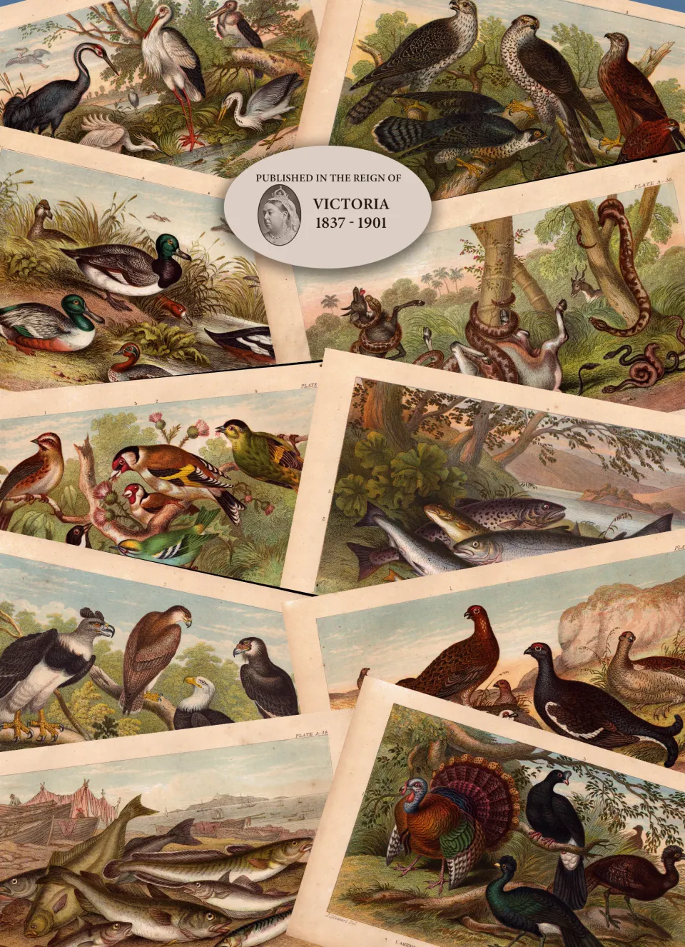 10 Antique Hand Coloured Engravings History of the Earth Nature Oliver Goldsmith.