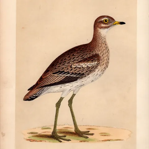 Great Plover Rev Morris Antique History of British Birds Engraving.