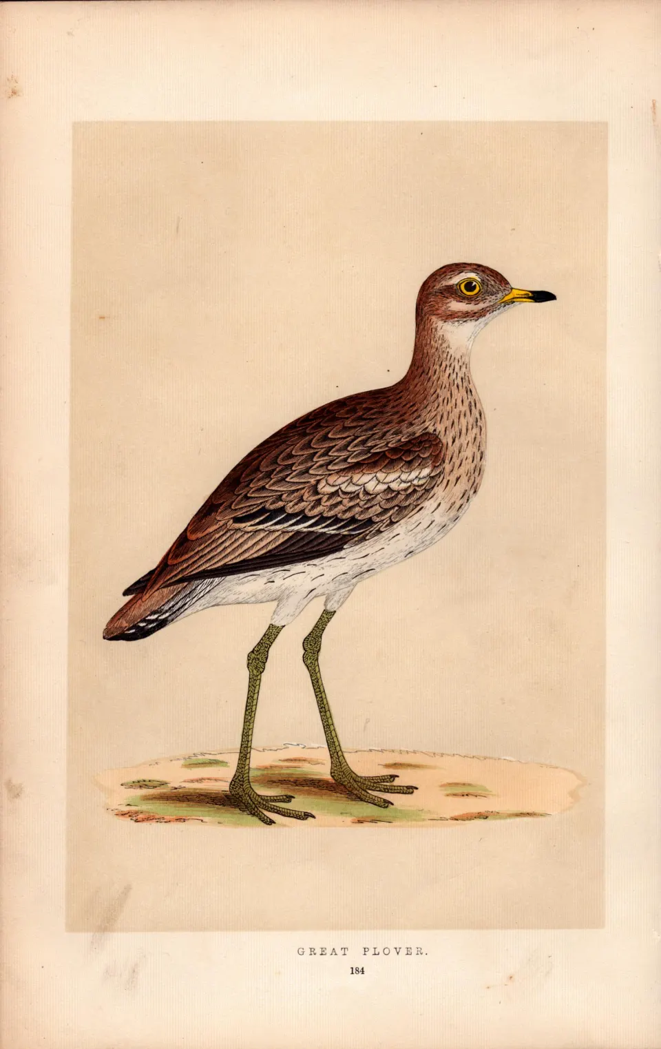 Great Plover Rev Morris Antique History of British Birds Engraving.