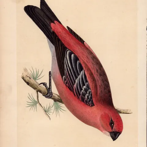 Pine Crossbeak  Rev Morris Antique History of British Birds 170 Years-Old Engraving.