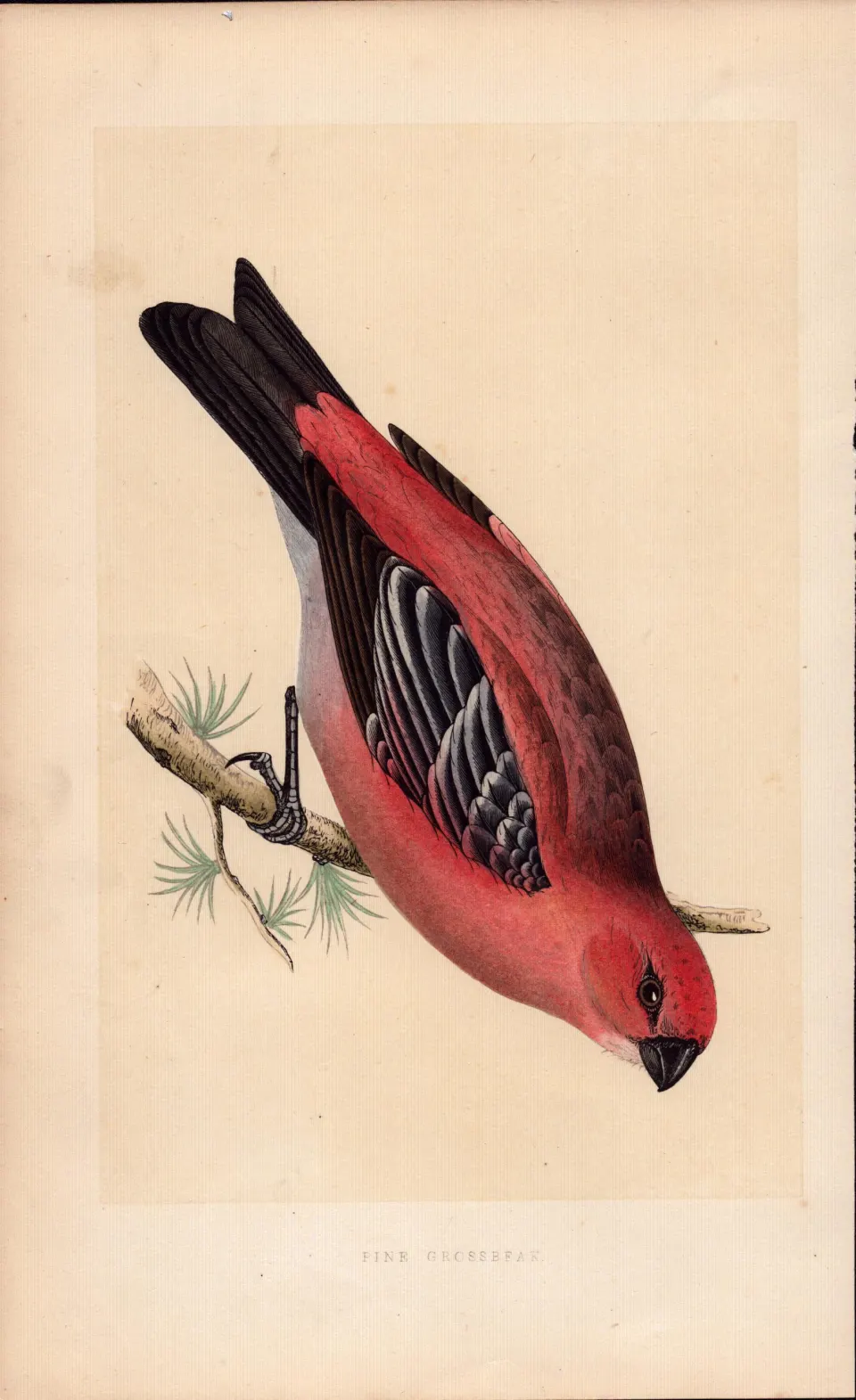 Pine Crossbeak  Rev Morris Antique History of British Birds 170 Years-Old Engraving.