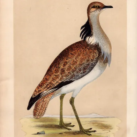 Macqueens Bustard Rev Morris Antique History of British Birds Engraving.