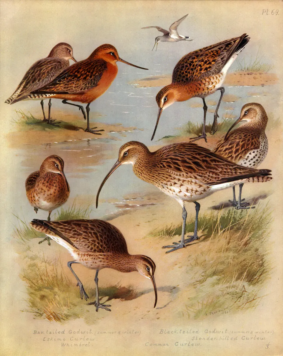 Antique Scarce First Edition Large Bird Print Godwit & Curlew-69.
