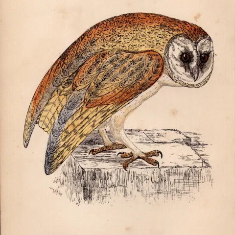 White Owl Rev Morris Antique1888 History of British Birds Engraving.15.