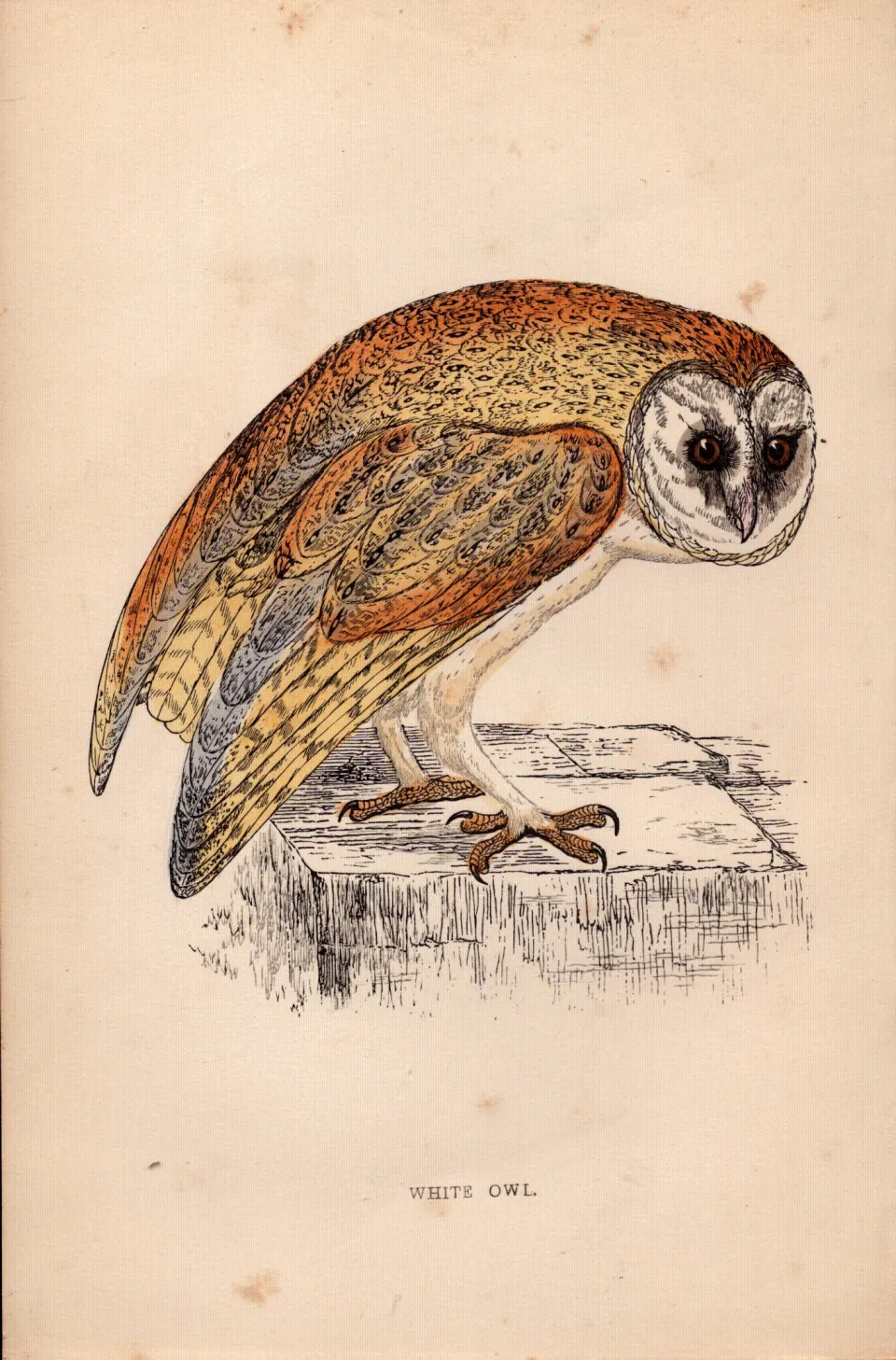 White Owl Rev Morris Antique1888 History of British Birds Engraving.15.