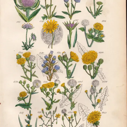 Sowerby Antique Wild Teasle, Field Scabious, Salsify, Wild Lettuce, Dandelion-32.