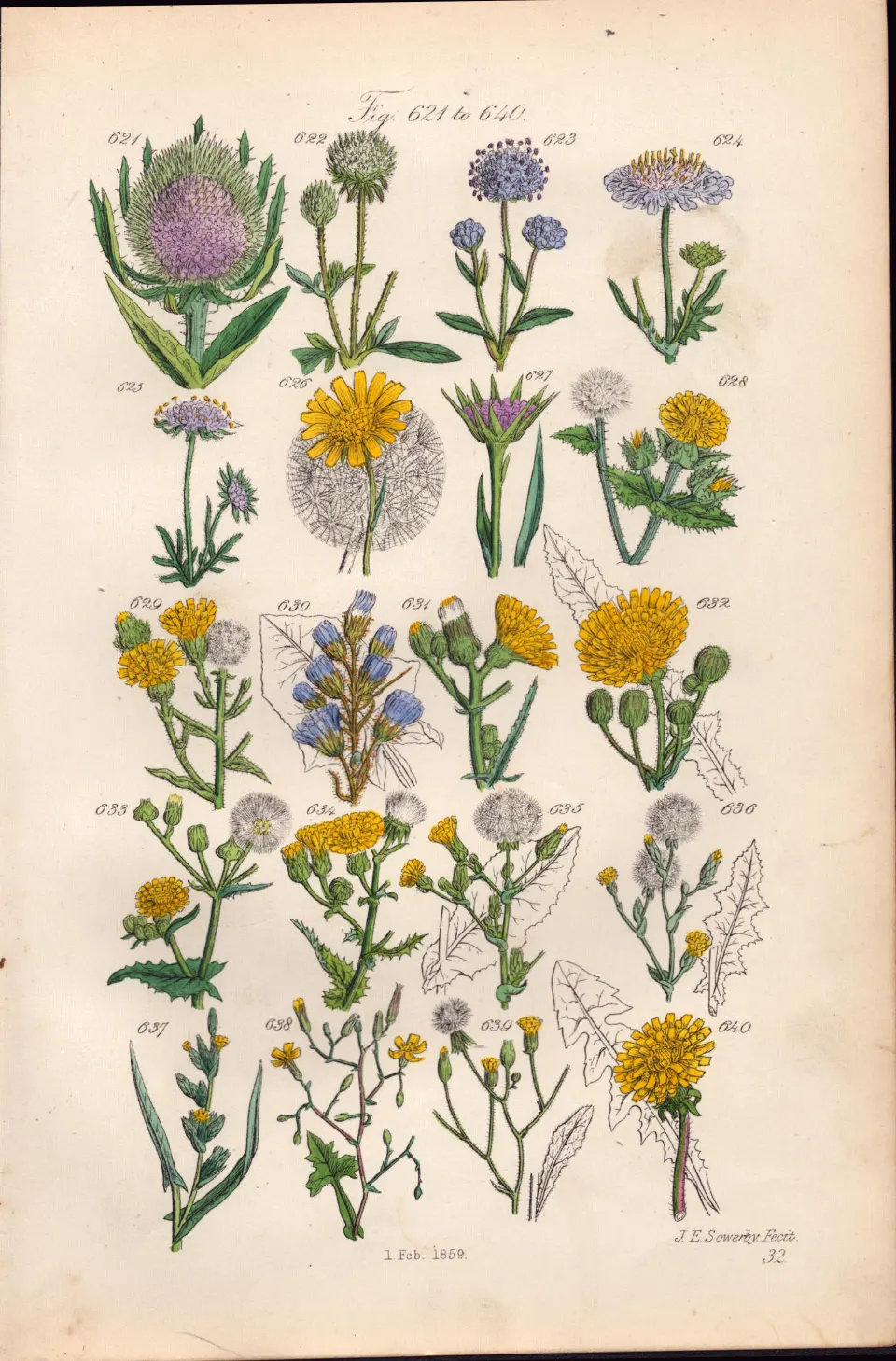 Sowerby Antique Wild Teasle, Field Scabious, Salsify, Wild Lettuce, Dandelion-32.