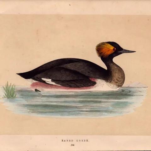 Eared Grebe Rev Morris Antique History of British Birds Engraving.