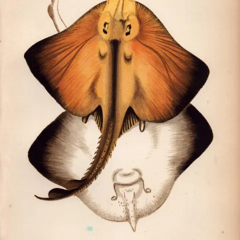 Bordered Ray 1869 Antique Johnathan Couch Coloured Engraving.