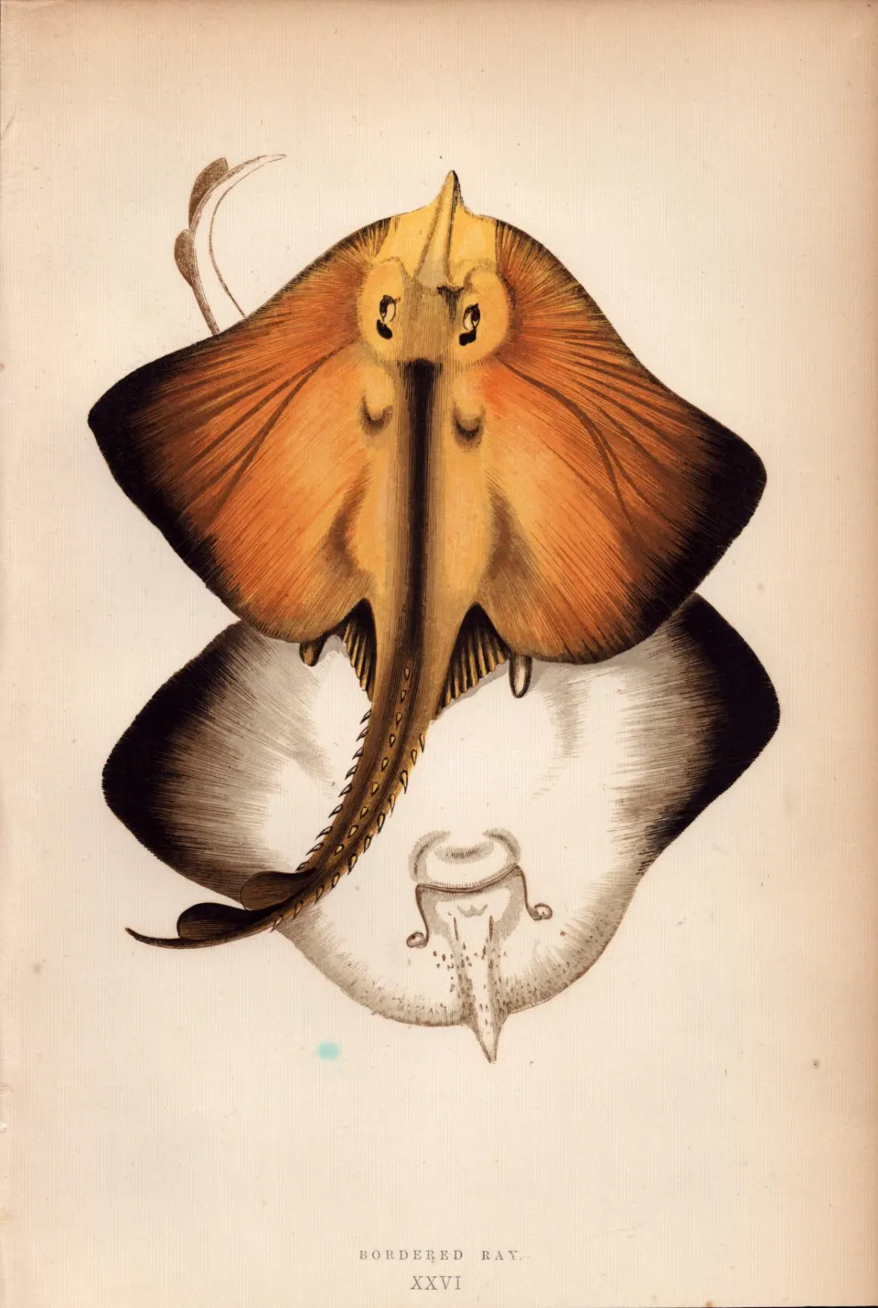 Bordered Ray 1869 Antique Johnathan Couch Coloured Engraving.
