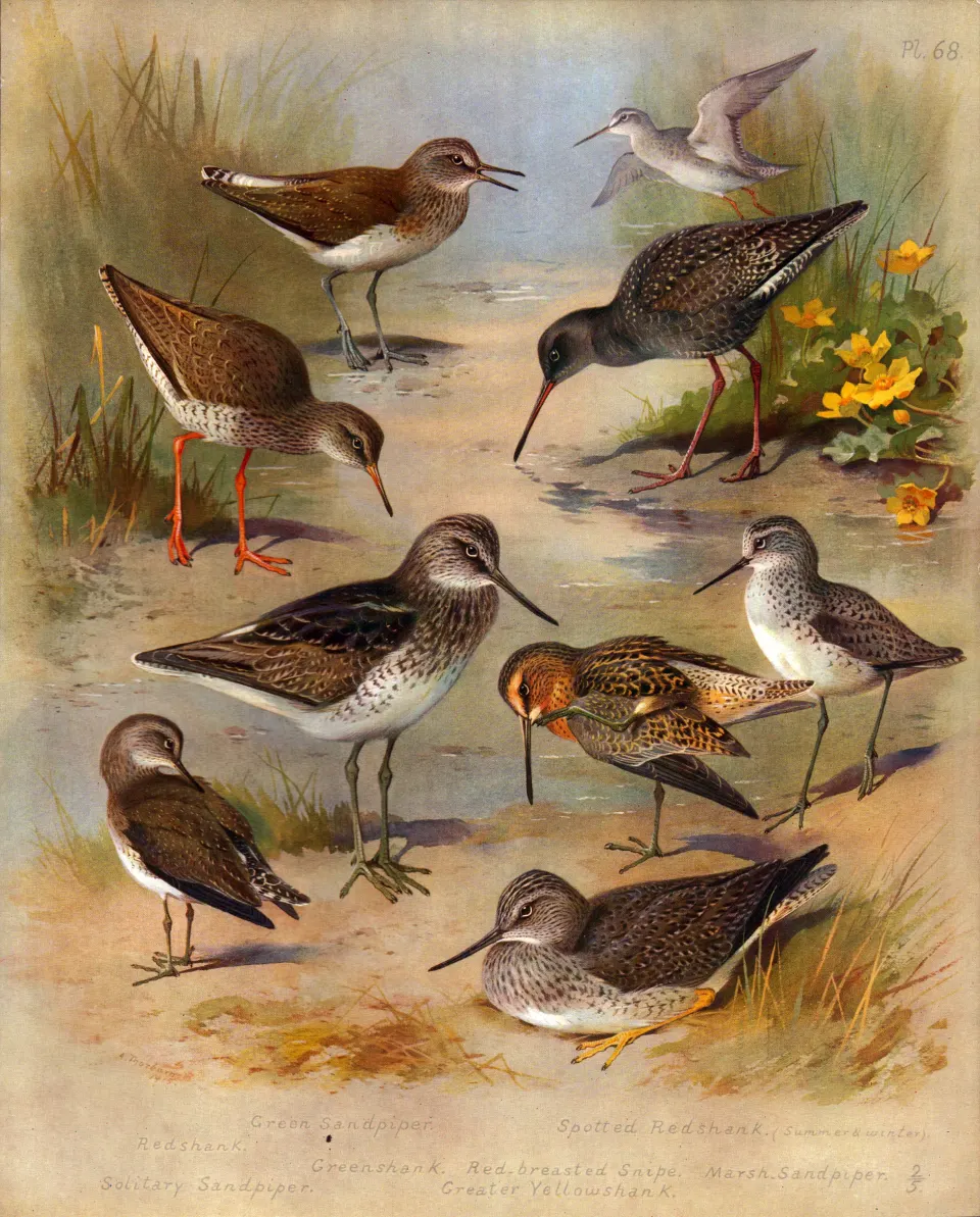Antique Scarce First Edition Large Bird Print The Shanks Family-68.