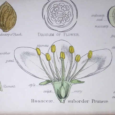 The Rose Family Botanical Flower Diagram Rare Antique First Edition Illustration-27