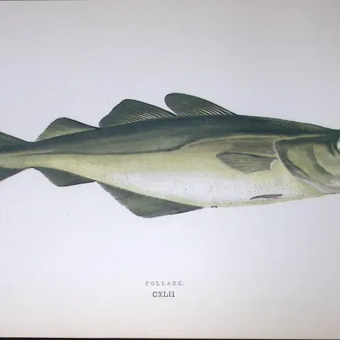 Pollack Fish Scarce Antique 1877 J. Couch Woodblock Engraving-83