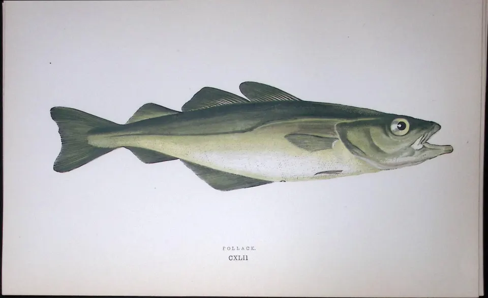 Pollack Fish Scarce Antique 1877 J. Couch Woodblock Engraving-83