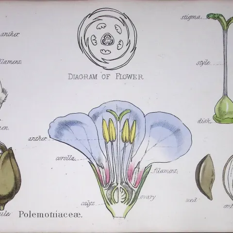 Phlox Family Botanical Flower Diagram Rare Antique First Edition Illustration-60