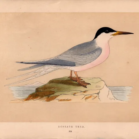 Roseate Tern Rev Morris Antique History of British Birds 170 Year-Old Engraving.