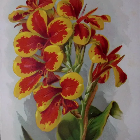 Canna Charlotte Flower Antique Edwardian Robert Thompson Print-16