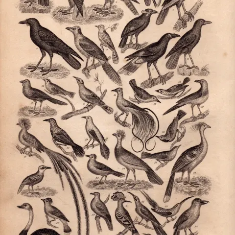 Ornithology Study of Birds 38 Illustrations Antique 154 Yrs-Old Steel Engraving -12.