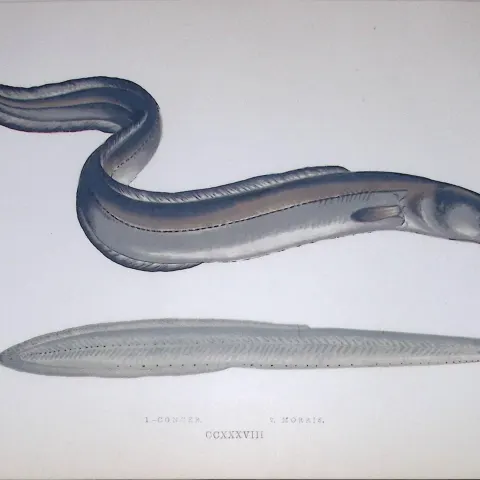 Conger & Morris Eel Fish Scarce Antique 1877 J. Couch Woodblock Engraving-148