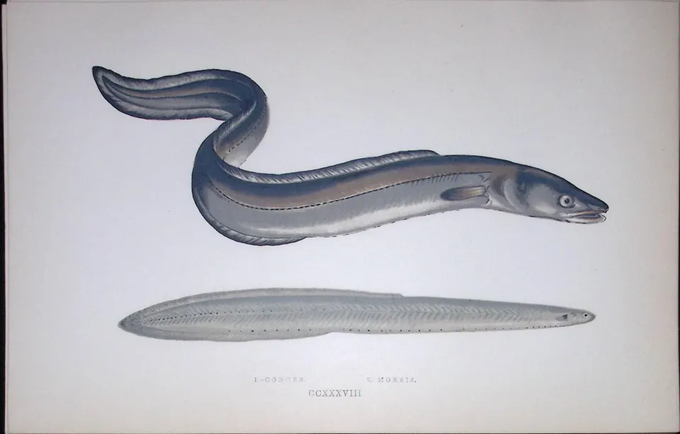 Conger & Morris Eel Fish Scarce Antique 1877 J. Couch Woodblock Engraving-148