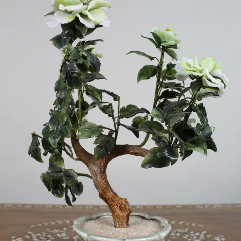 Jade Bonsai Plant