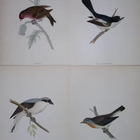 Job-Lot Rev Morris History of British Birds 130 Yrs-Old Antique Engravings-13