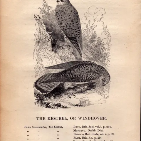 The Kestral  1843 Victorian Antique  Bird Print  by William Yarrell.