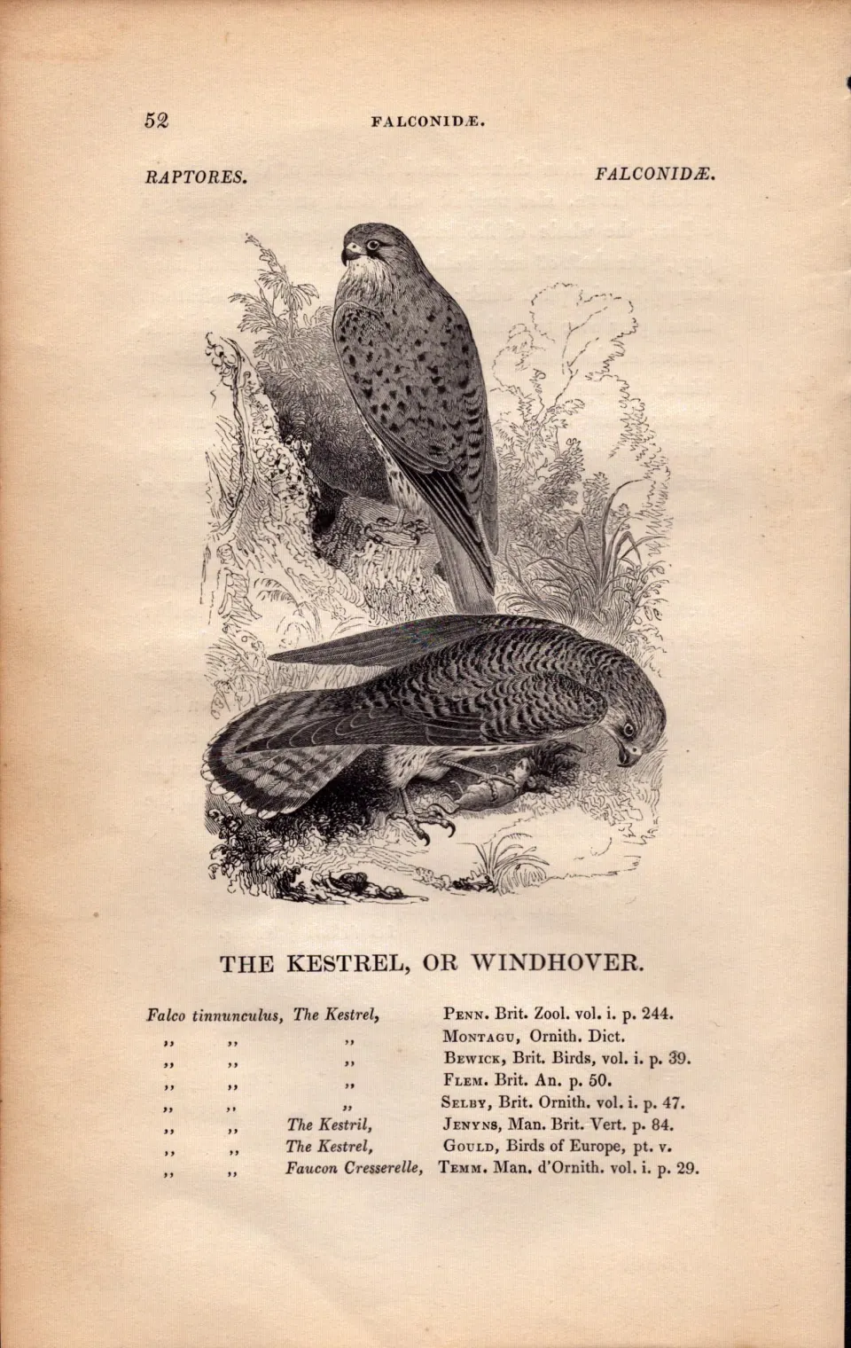 The Kestral  1843 Victorian Antique  Bird Print  by William Yarrell.
