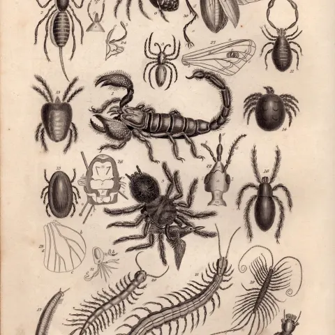 Spiders, Insects, Pedes, 25 Illustrations Antique 145 Yrs-Old Steel Engraving -9.