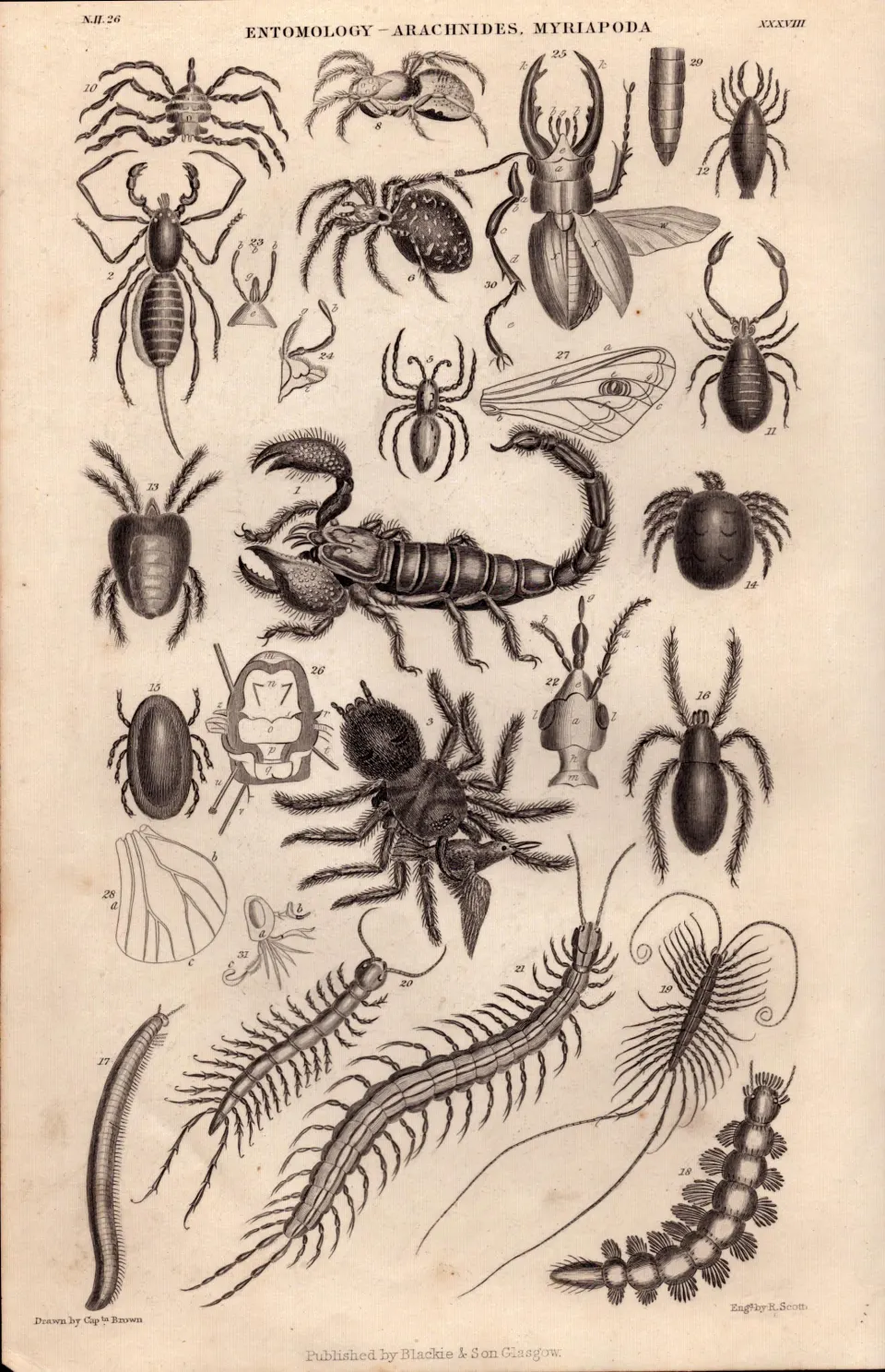 Spiders, Insects, Pedes, 25 Illustrations Antique 145 Yrs-Old Steel Engraving -9.
