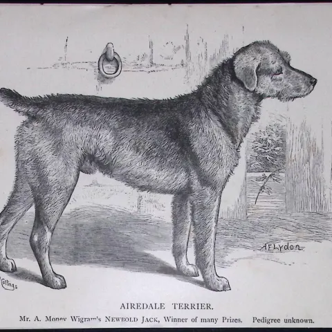 Airedale Terrier British Dogs by Hugh Dalziel 1889 Antique Book Plate-65