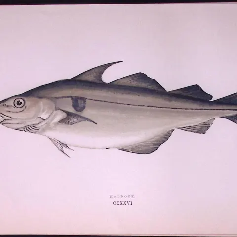 Haddock Fish Scarce Antique 1877 Johnathan  Couch Woodblock Engraving-22