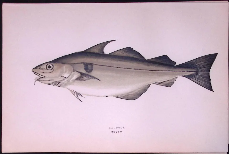 Haddock Fish Scarce Antique 1877 Johnathan  Couch Woodblock Engraving-22