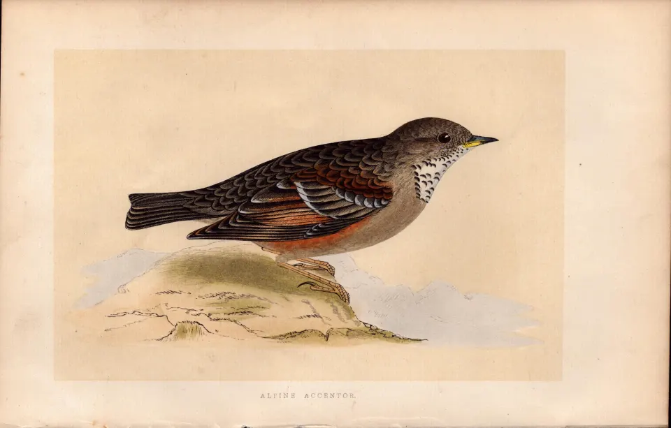 Alpine Accentor  Rev Morris Antique History of British Birds Engraving.